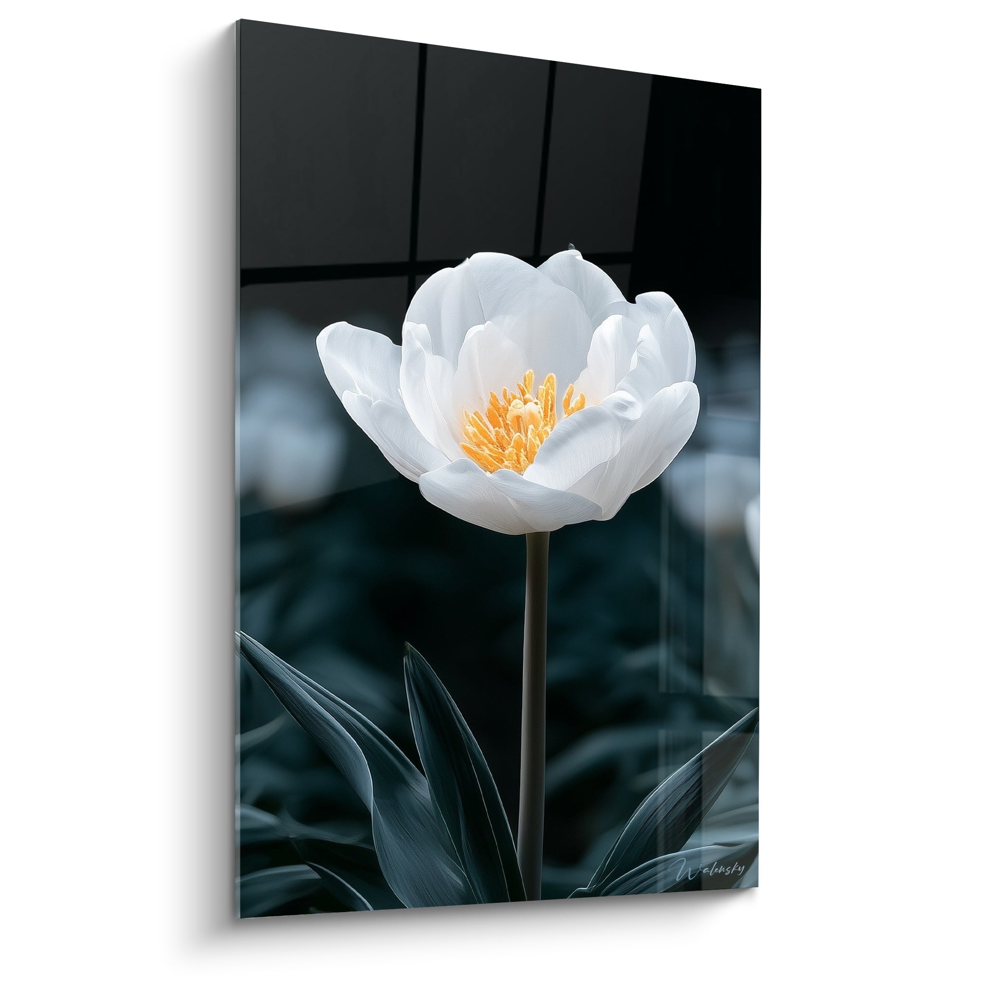 Tulipe blanche aux pétales veloutés et cœur doré se détachant sur fond anthracite sombre
