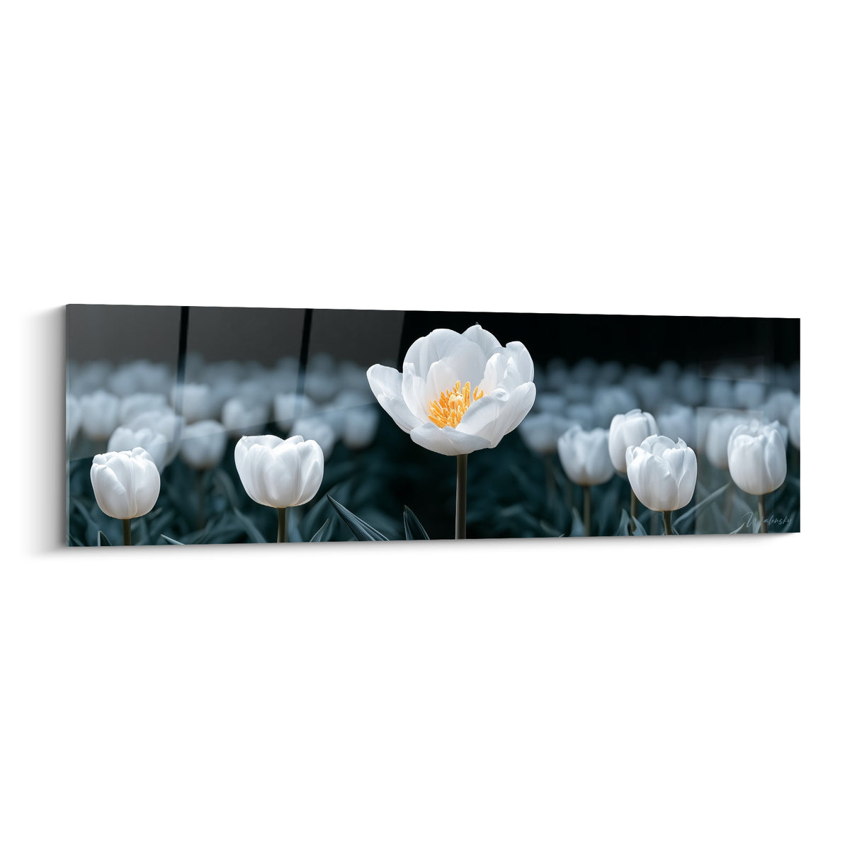 Tulipe blanche au cœur doré se dresse, nette, sur un fond anthracite flouté d'autres fleurs