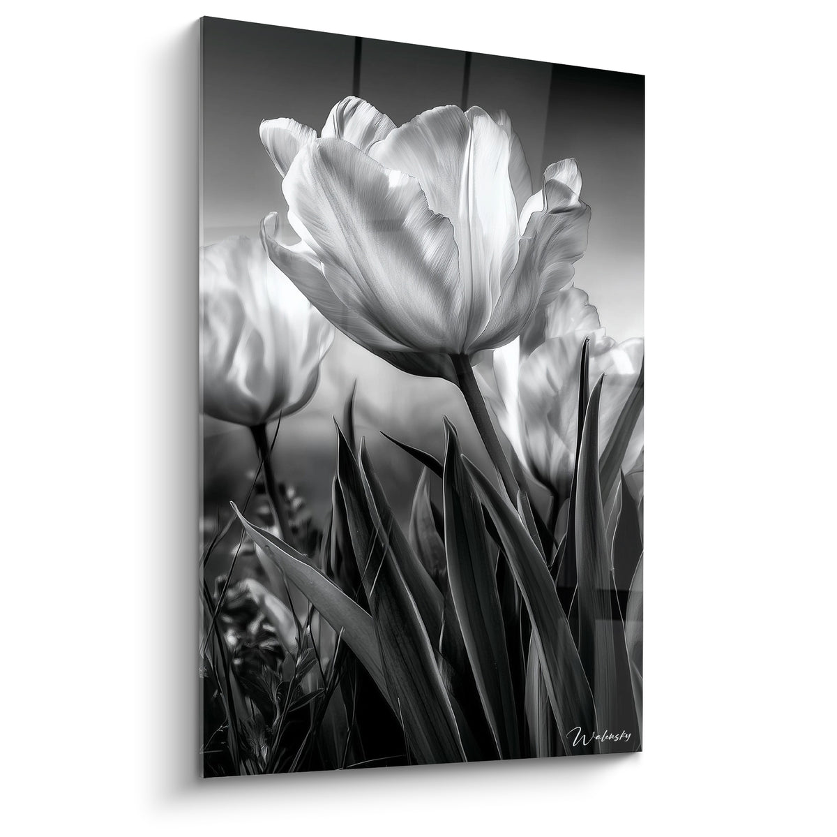 Tulipe blanche aux pétales largement ouverts, contrastant avec un fond gris anthracite et des feuilles noires