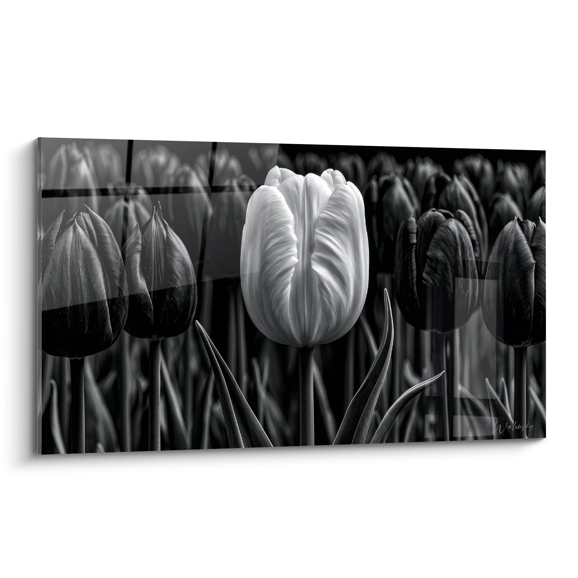 Tulipe blanche éclatante entourée de fleurs noires striées dans une composition photographique contrastée