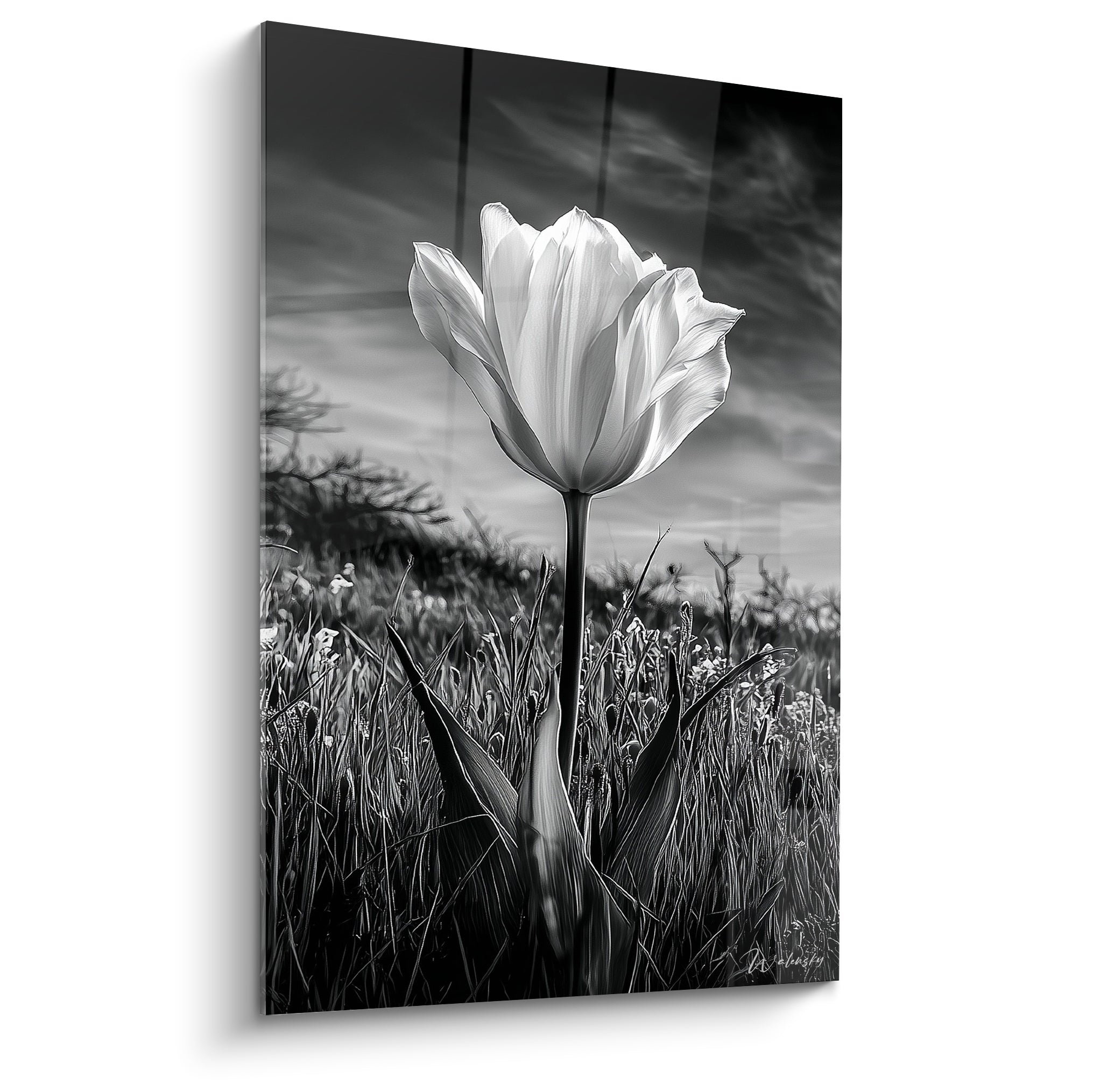 Tulipe blanche solitaire aux pétales ouverts sur fond de ciel anthracite dramatique et champ d'herbes