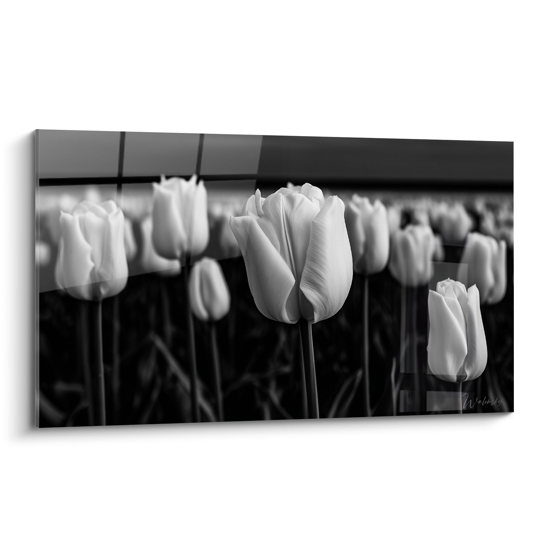 Tulipe blanche isolée au cœur d'un champ noir profond, pétales lumineux et flou artistique environnant