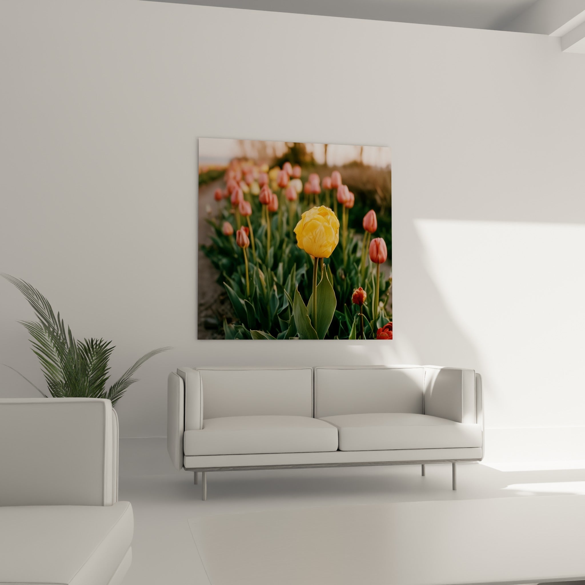 Tulipe corail et jaune dans un champ baigné de lumière rosée, au-dessus d'un canapé dans un salon lumineux
