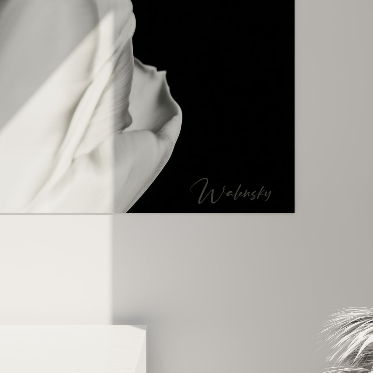 Détail du pétale Tulipe blanc et du grain de peau, textures fines entre noir profond et blanc nacré