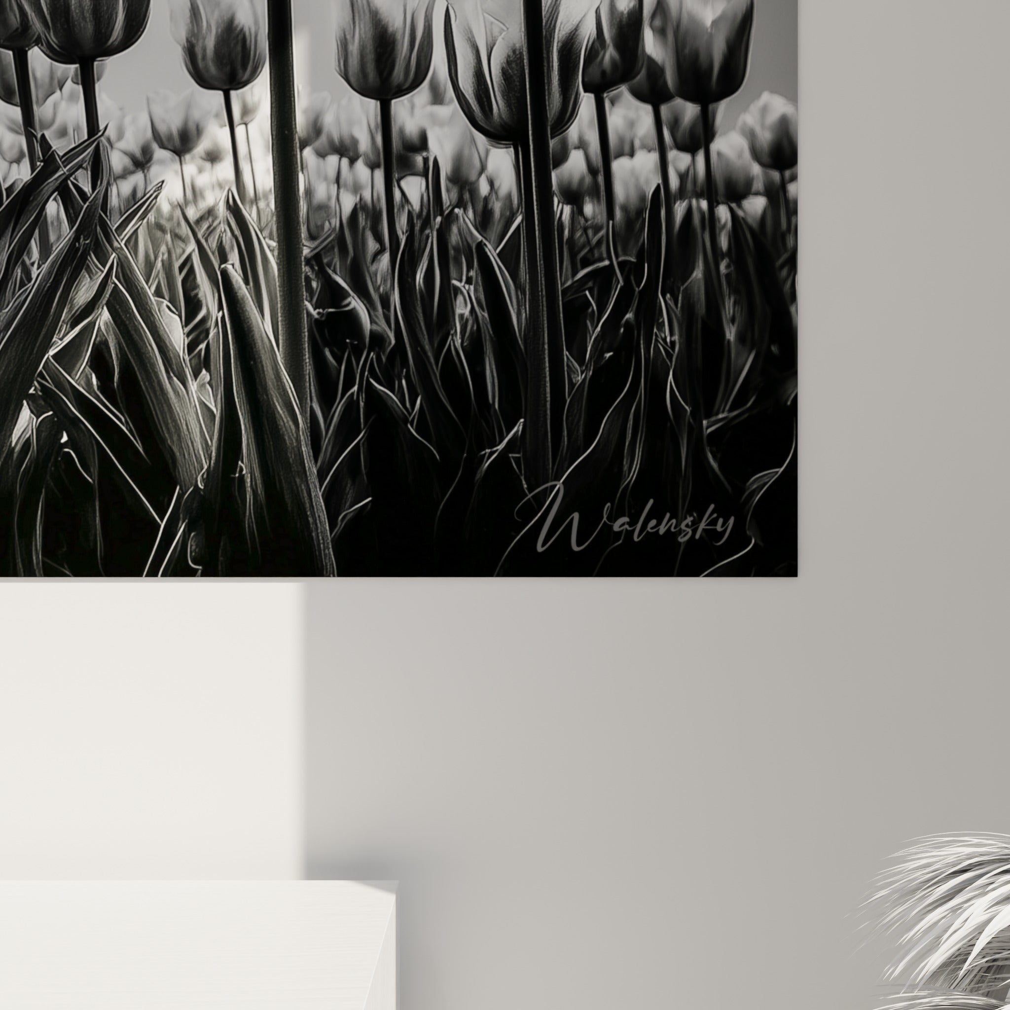 Grain photographique visible sur les tiges anthracite et les pétales blancs des tulipes, matière argentée intense.