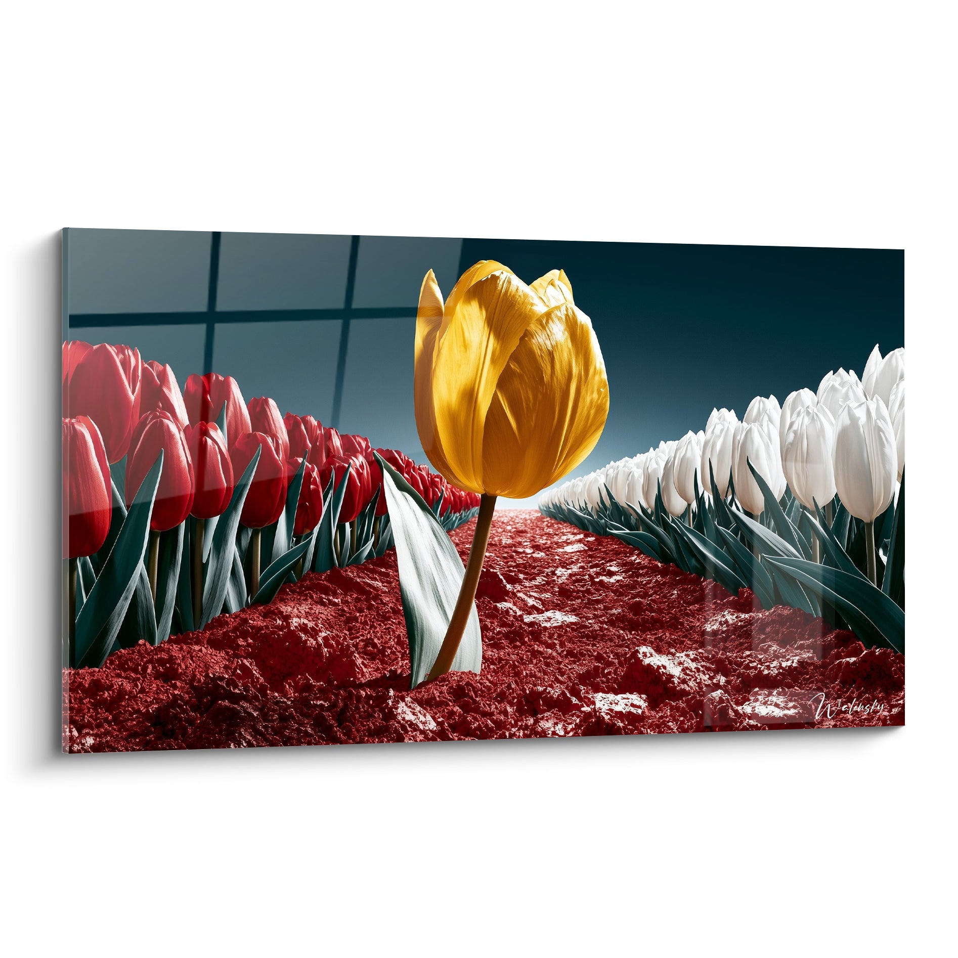 Tulipe jaune dorée dressée entre rangées rouge et blanche sur terre rouge sombre