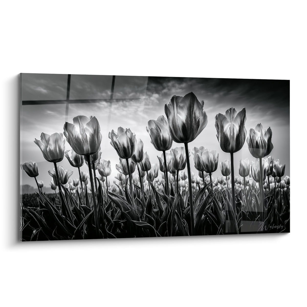Tulipes en noir et blanc dressées vers un ciel nuageux, contraste gris anthracite et blanc lumineux.