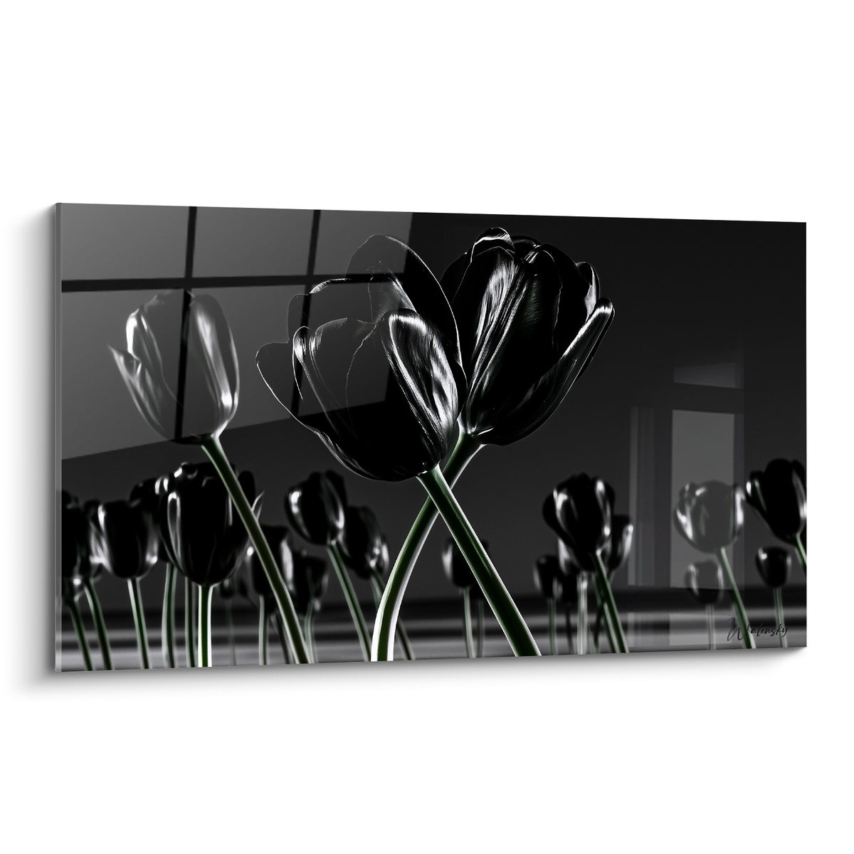 Tulipes noires aux reflets argentés se dressent sur fond gris anthracite dans une composition graphique