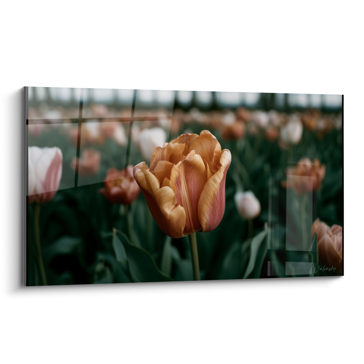 Tulipe orangée aux pétales rosés, épanouie devant un champ flouté de fleurs vertes et blanches