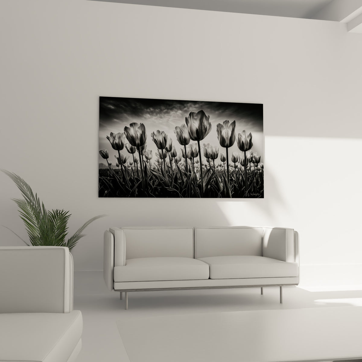 Pétales de tulipes graphiques en noir et blanc, disposés au-dessus d'un canapé dans un salon lumineux.