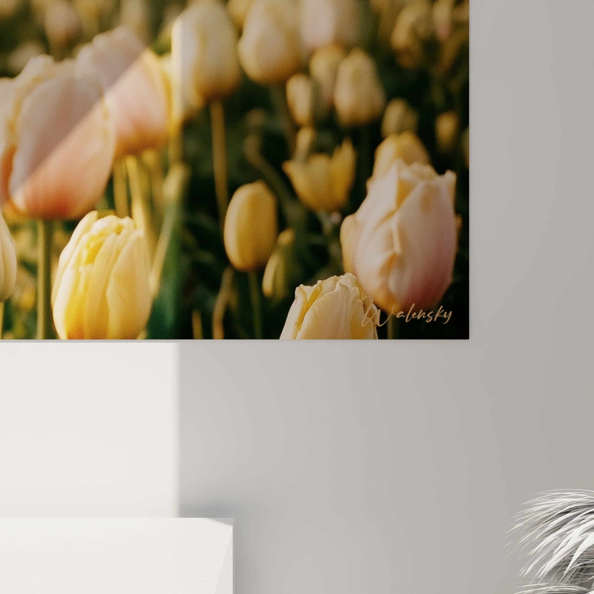 Pétales de tulipes roses aux reflets satinés, grain photographique visible dans la lumière dorée rasante