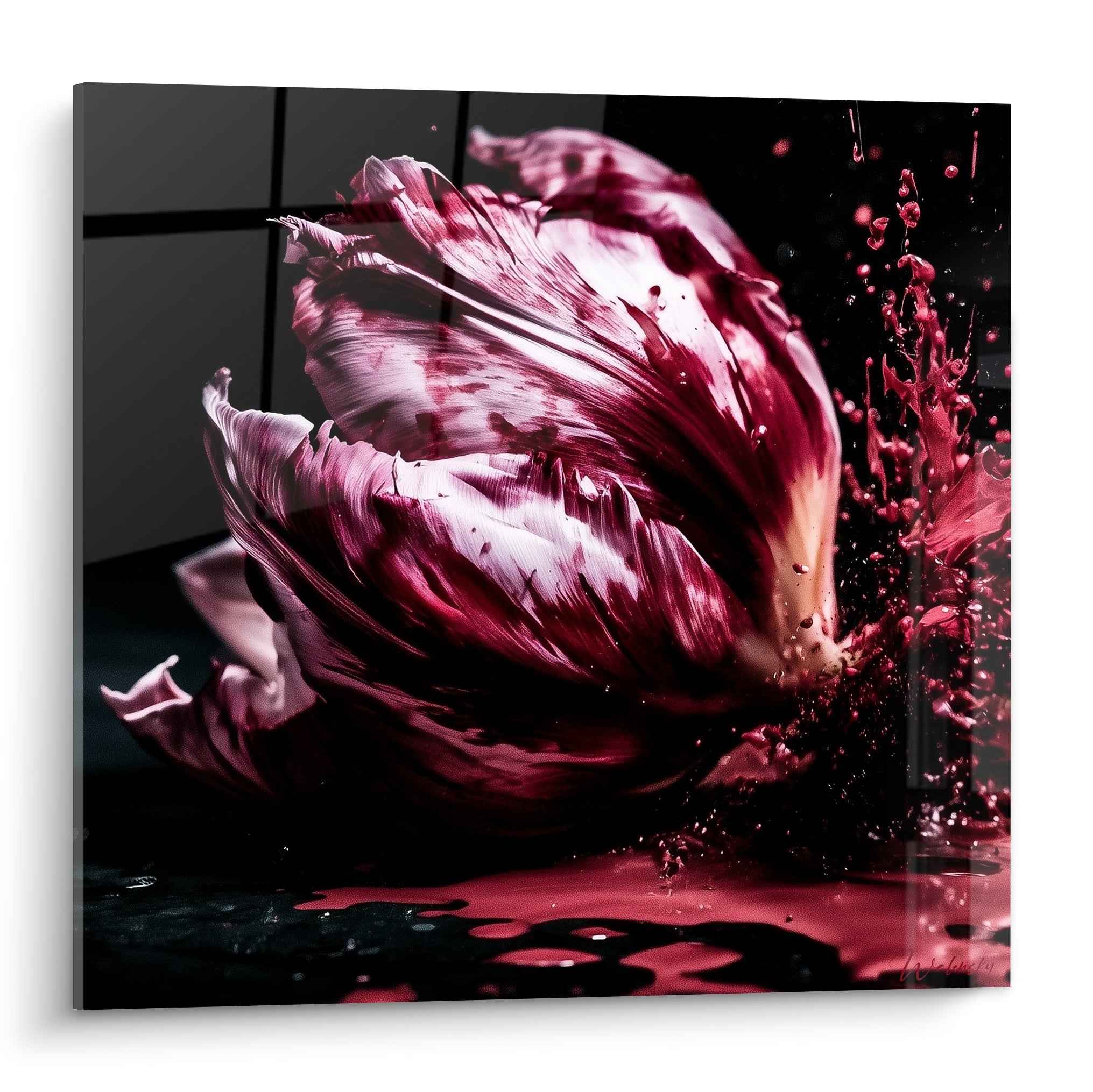 Tulipe pourpre et rosée éclaboussée de gouttelettes carmin sur fond noir profond