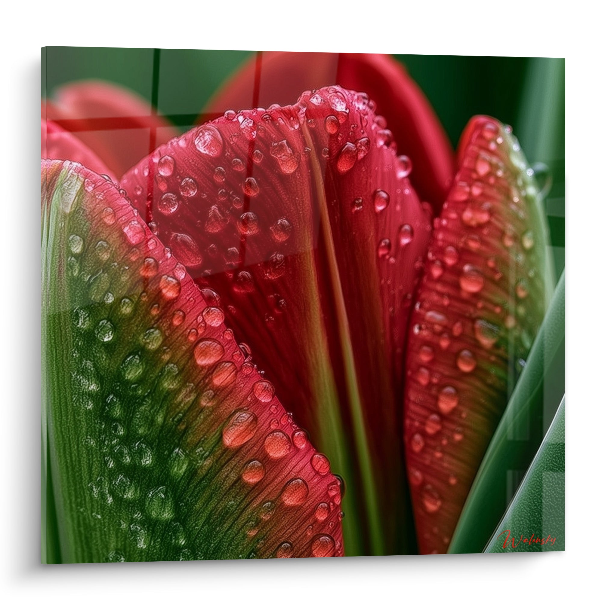Tulipe rouge et verte couverte de gouttes de rosée scintillantes en gros plan pictural
