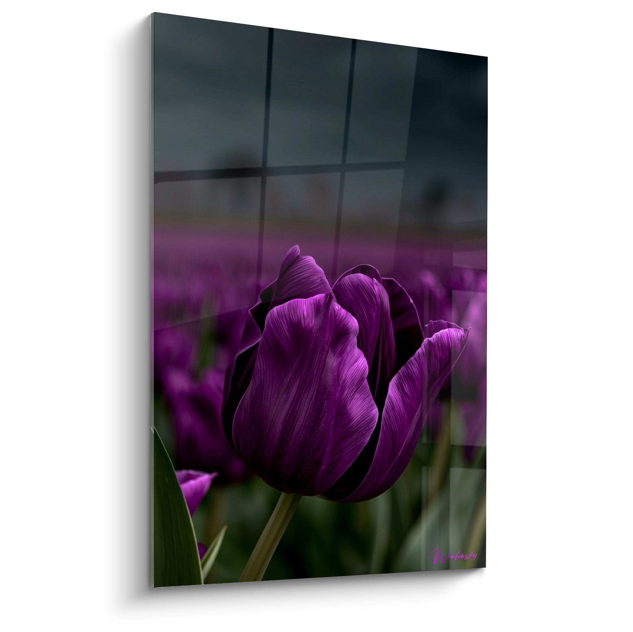 Tulipe violette aux pétales veloutés se dresse sur fond anthracite, lumière rasante et tige verte visible