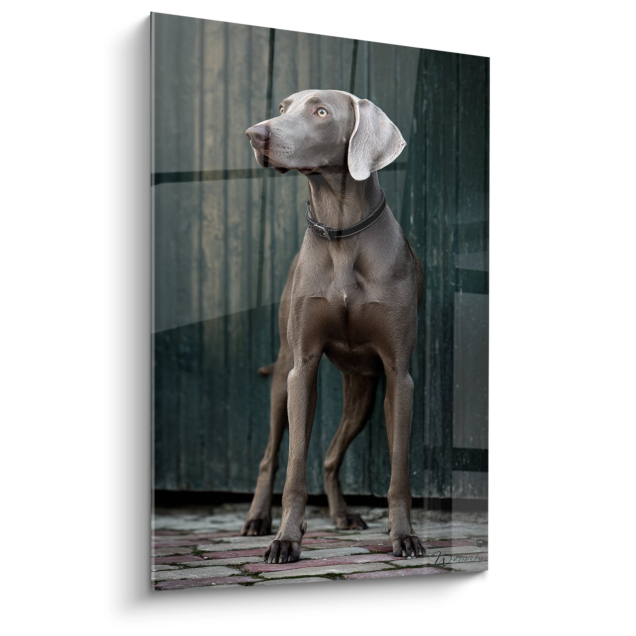 Portrait de Weimaraner gris assis devant facade verte, tableau mural decoration interieur chien noble