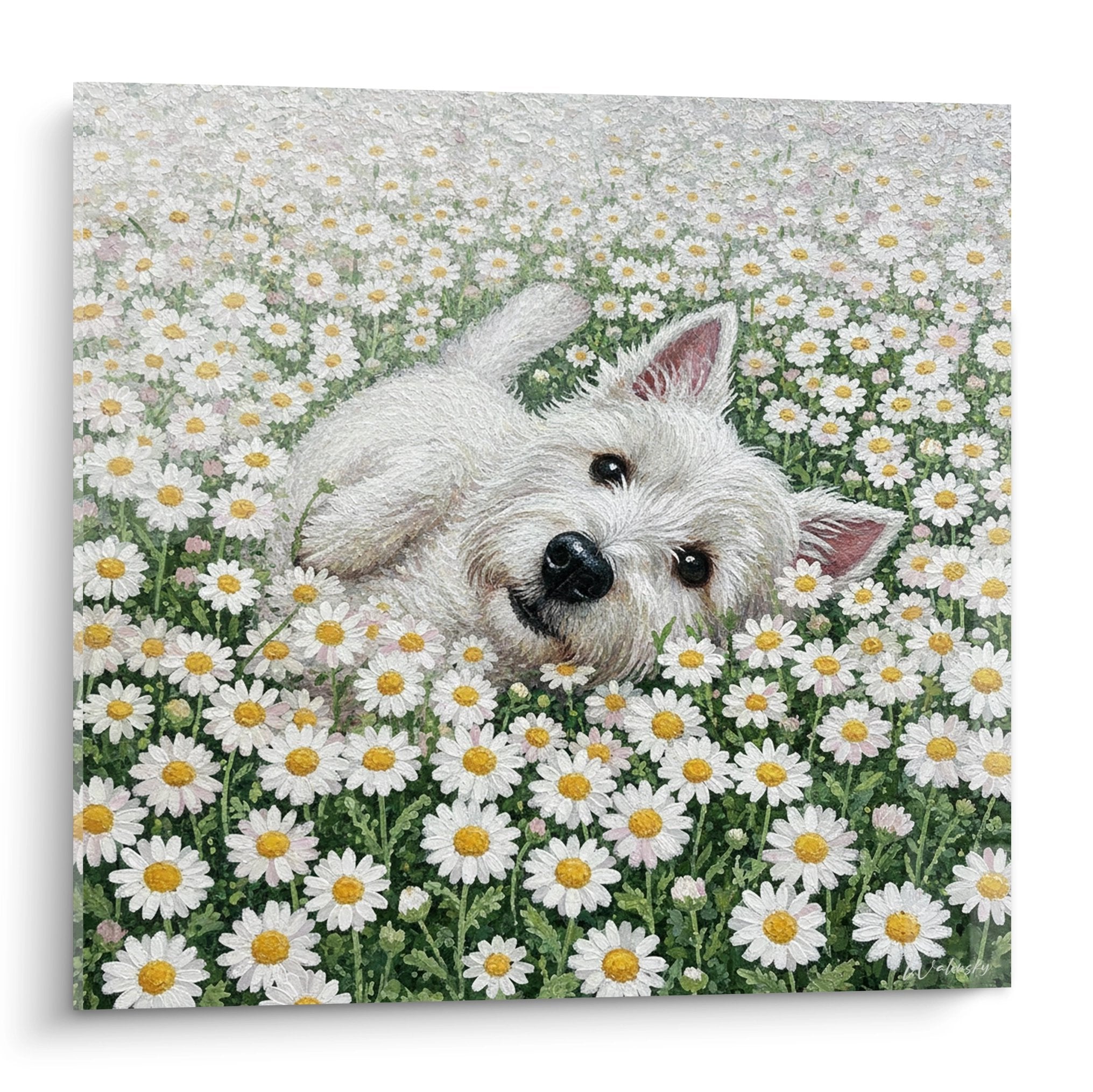 West Highland White Terrier, der sich in einem Feld weißer Gänseblümchen ausstreckt, makelloses Fell, sanfter und verschmitzter Ausdruck