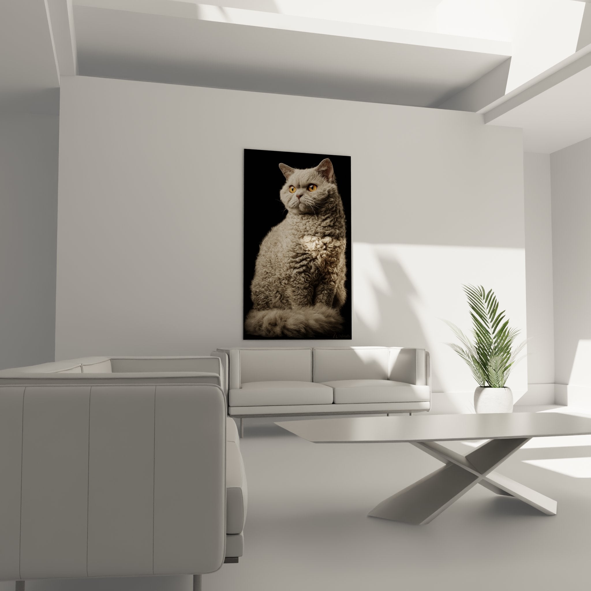 Nahaufnahme Detailaufnahme lockiges Fell Lockenwickler Selkirk Rex Katze natürliche Textur ausdrucksstarke bernsteinfarbene Augen