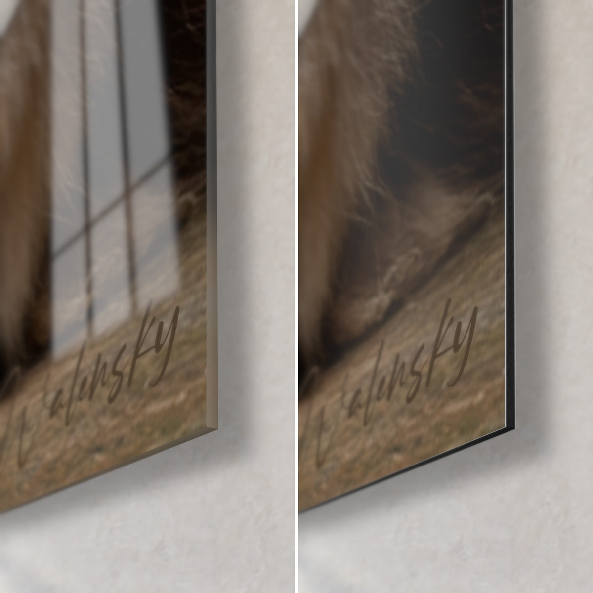 Schilderij Maine Coon op glanzend acrylglas links, mat Dibond-aluminium rechts, grijze en bruine vacht, 3 mm rand
