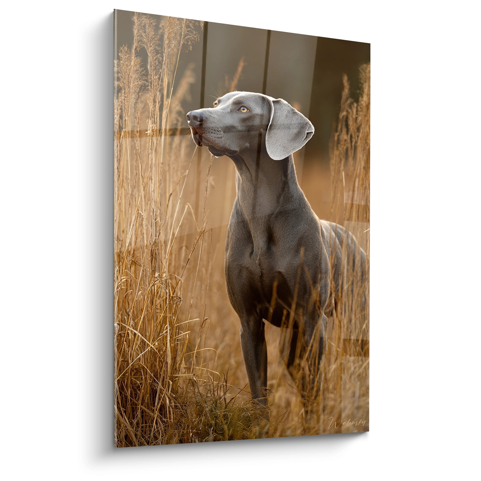 Weimaraner gris au regard noble dans un champ d'herbes dorées automnales, lumière chaude et contemplative