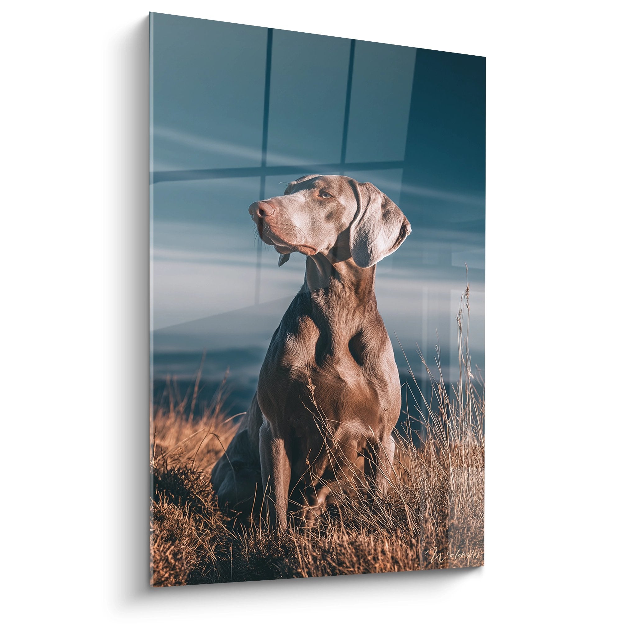 Portrait artistique Weimaraner assis dans herbes dorées regardant vers ciel nuages bleu-gris lumière couchant