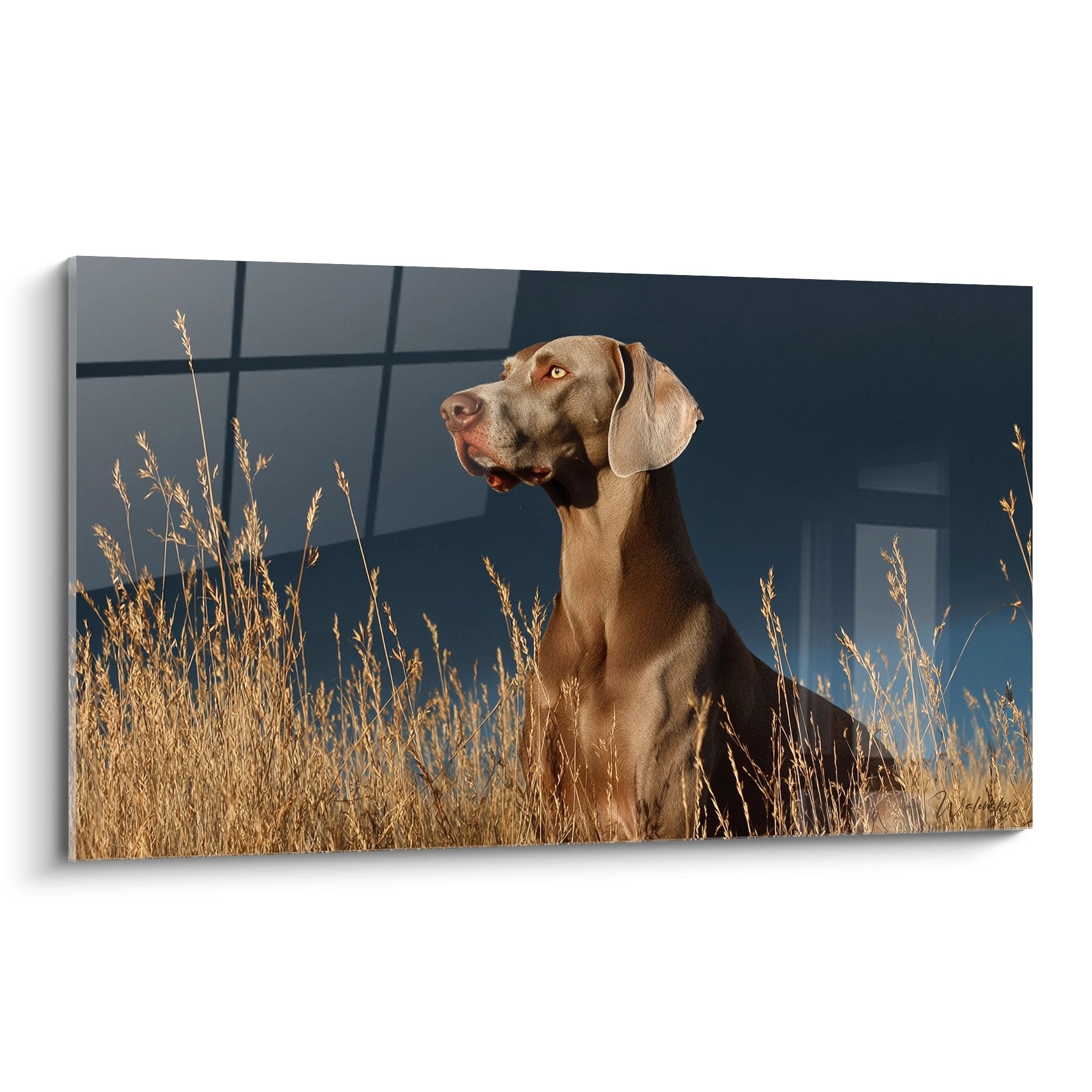 Weimaraner gris aux yeux ambrés assis dans hautes herbes dorées devant architecture moderne