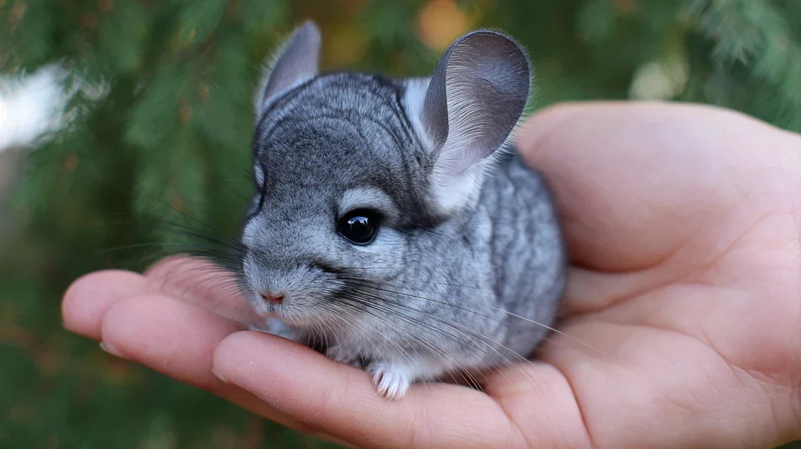 La technique pour représenter la douceur des chinchillas 
