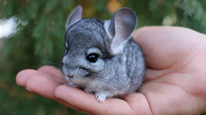 La technique pour représenter la douceur des chinchillas 