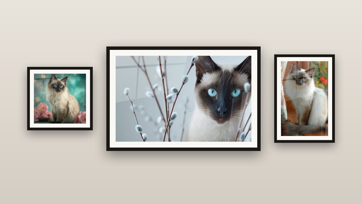 Mur de galerie avec trois tableaux encadrés, dont Chat Balinais aux Yeux Bleus et Chat Balinais Chatons de Saule