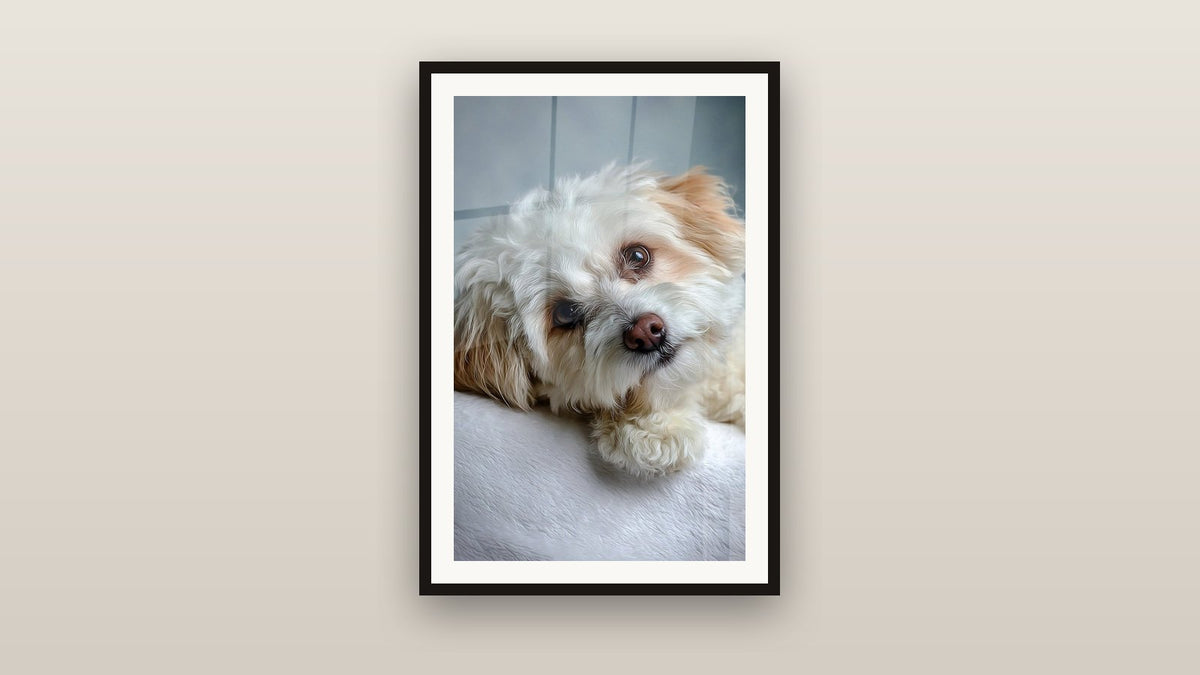 Framed painting on a wall: White Dog with Tender Eyes Lying on Bed