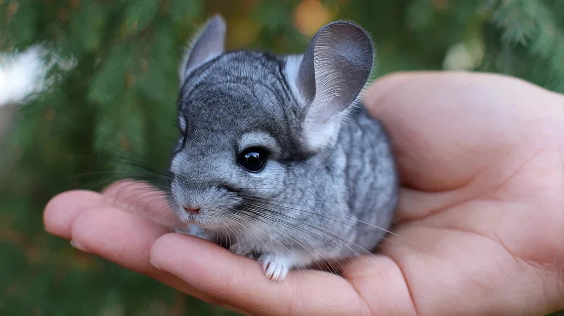 La technique pour représenter la douceur des chinchillas 