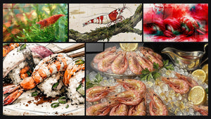 Mosaic of five paintings, including Red and White Shrimp on Mossy Branch and Nigiri Shrimp Orange and White with Chives
