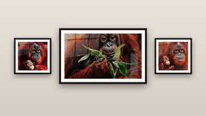 Gallery wall with three framed paintings, including Orangutan Wall Art Canopy Spirit