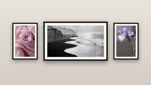 Mur de galerie avec trois tableaux encadrés : Côte Atlantique, Iris N°9 et Tulipe N°2