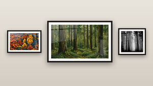 Gallery wall with three framed paintings, including Coniferous Forest and Autumn Landscape