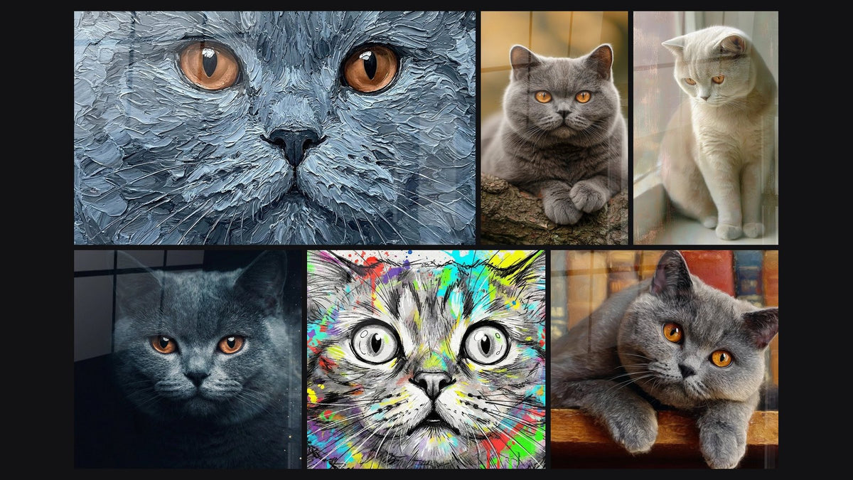 Mosaïque de six tableaux, dont Chat British Shorthair Yeux Ambrés et British Shorthair aux yeux ambrés