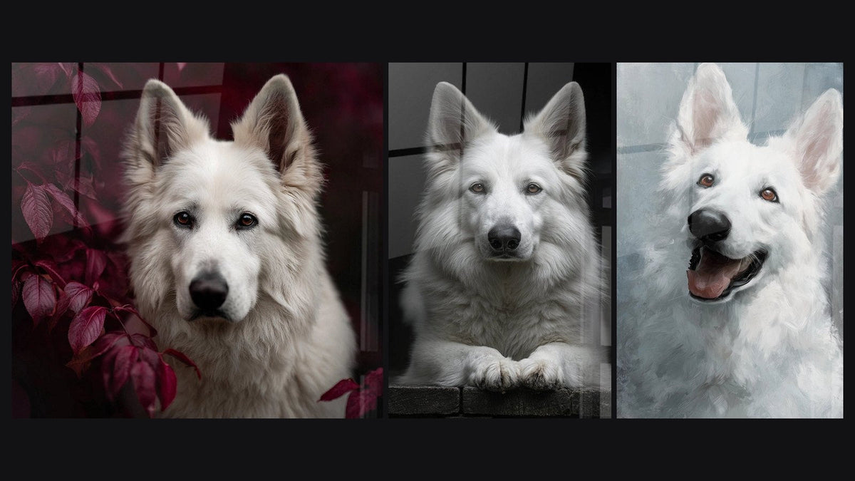 Mosaïque de trois tableaux, dont Berger Blanc Suisse Portrait Noir et Blanc et Berger Blanc Suisse au Regard Expressif