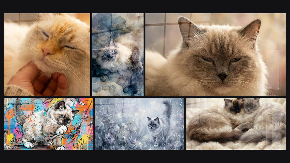 Mosaïque de six tableaux, dont Chat Ragdoll Endormi, Chat Ragdoll Street Art et Chat Ragdoll Aquarelle