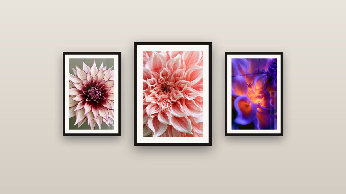 Pared de galería con tres cuadros enmarcados, entre ellos Flor Marfil con Puntas Borgoña