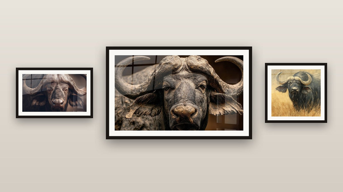 Pared de galería con tres cuadros enmarcados: Búfalo africano, Búfalo en la hierba alta y Búfalo africano retrato majestuoso