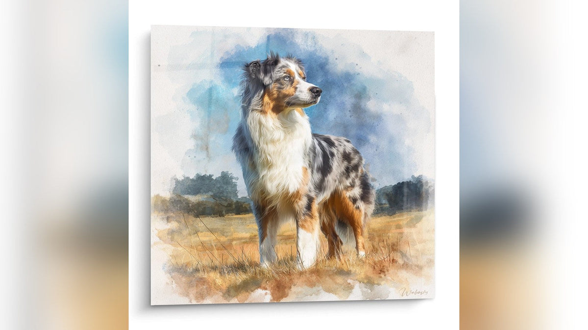 Tableau encadré sur un mur : Berger Australien Portrait Aquarelle