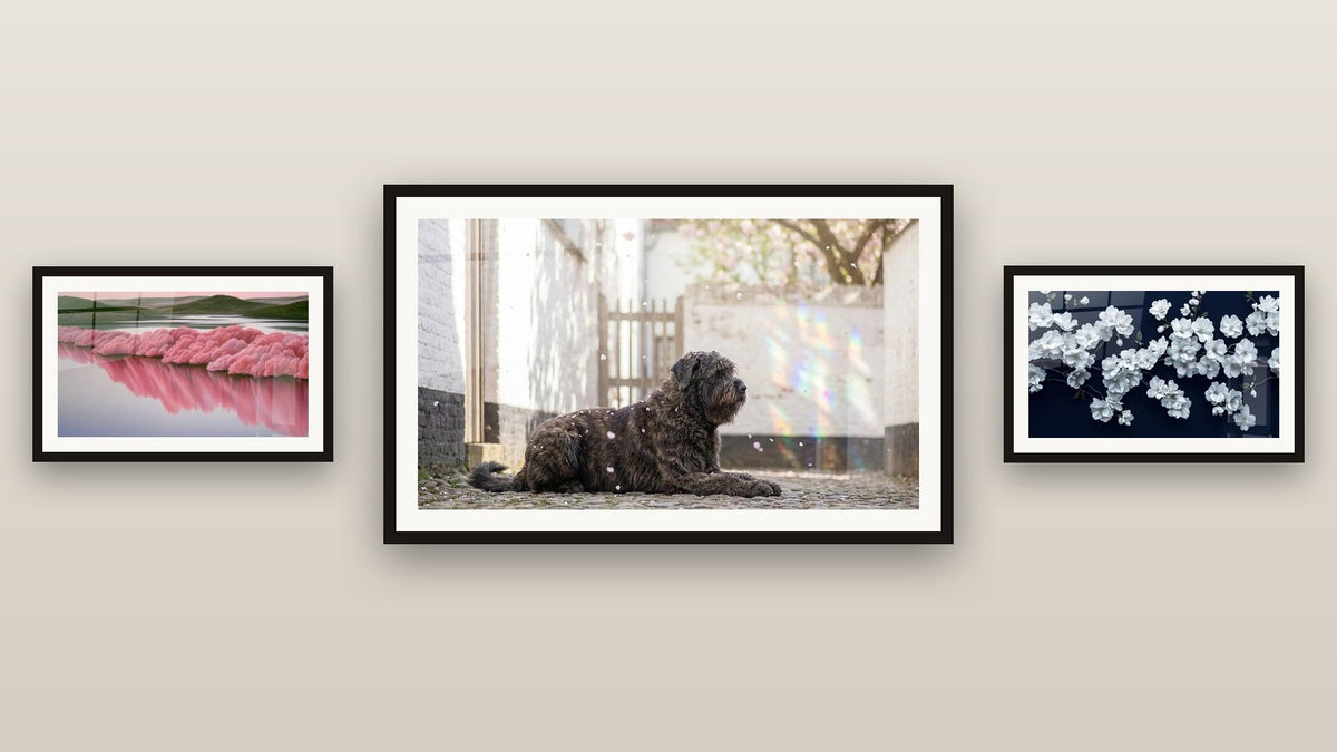 Mur de galerie avec trois tableaux encadrés, dont Fleur de cerisier N°1 et Cerisiers reflets roses