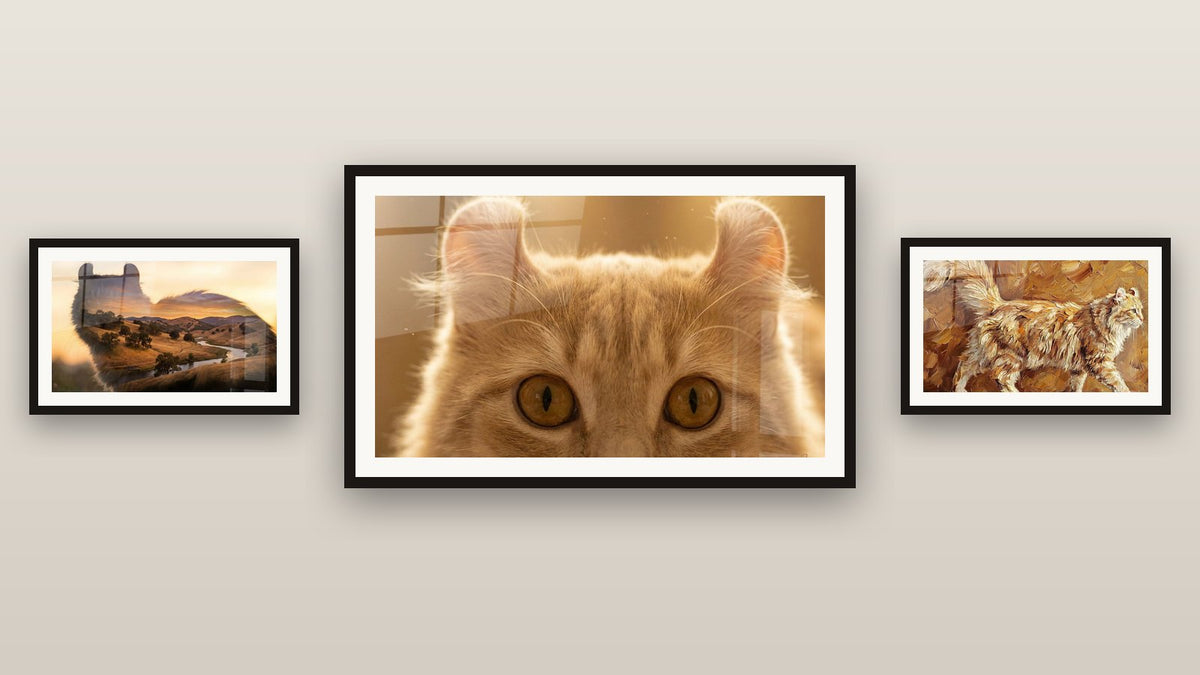 Mur de galerie avec trois tableaux encadrés, dont Chat aux Oreilles Recourbées et Chat American Curl Roux
