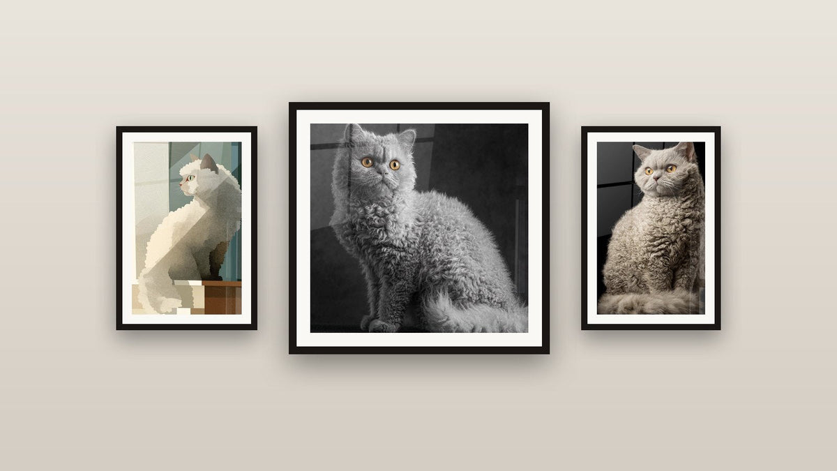 Mur de galerie avec trois tableaux encadrés, dont Chat Selkirk Rex Élégant et Chat Selkirk Rex à la Fenêtre