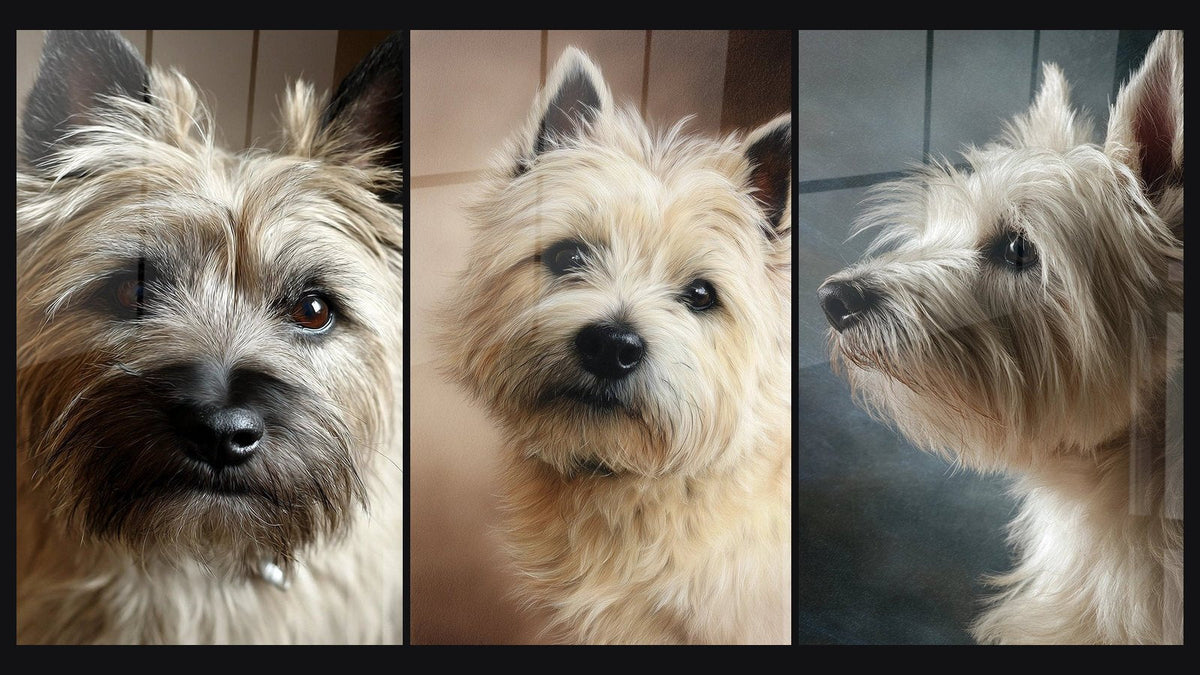 Mosaico di tre quadri, tra cui Cane Occhi Ambrati Sguardo Intenso e Ritratto Canino Toni Beige e Marroni