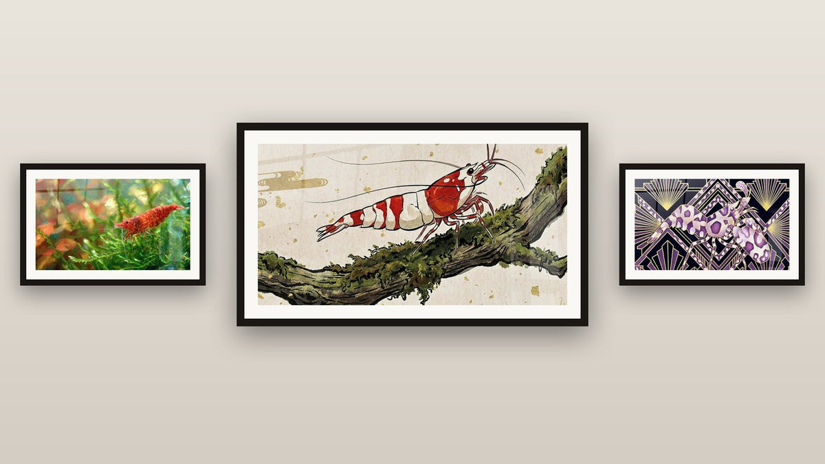 Mur de galerie avec trois tableaux encadrés, dont Crevette Rouge sur Fond Aquatique Végétal et Crevette Art Déco Violet et Or