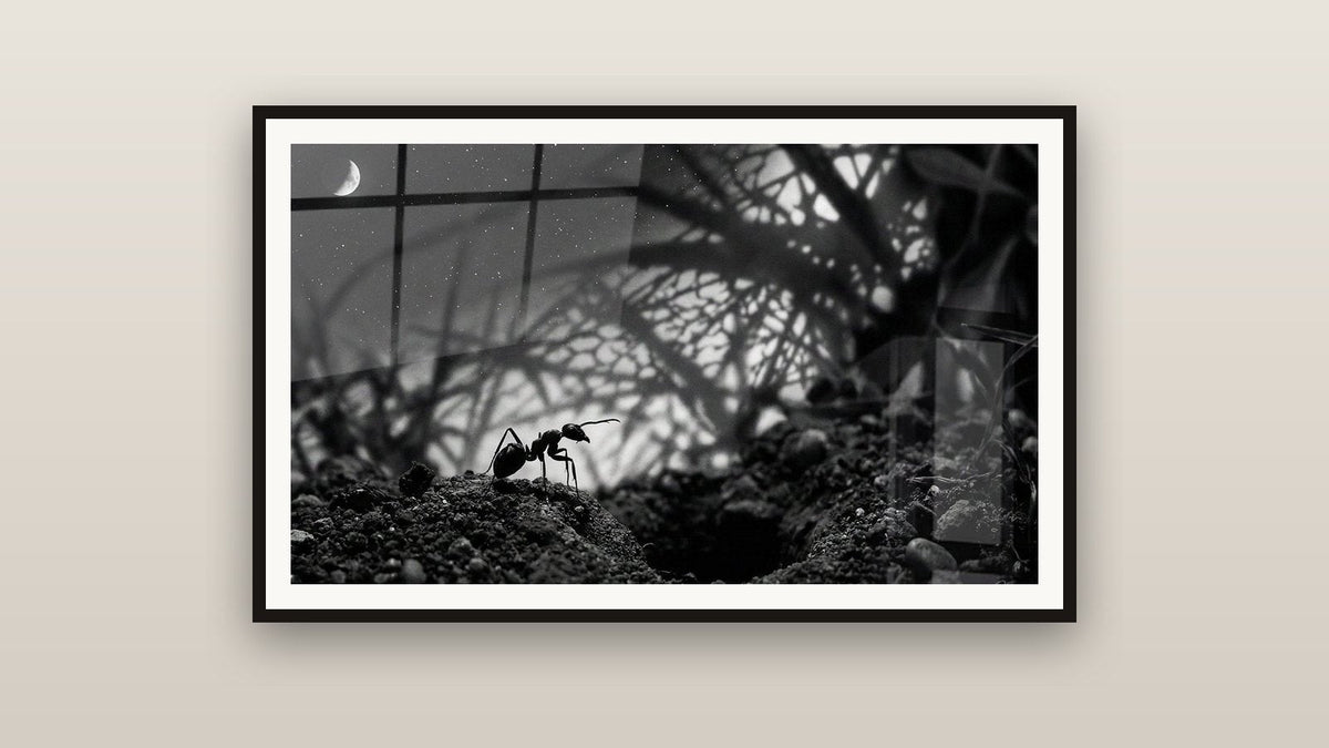 Tableau encadré sur un mur : Fourmi Noire sur Terre sous Lune Étoilée