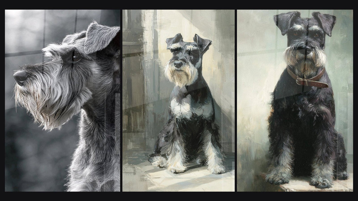 Mozaika trzech obrazów, w tym Portret Schnauzera Szarego w Profilu i Schnauzer Siedzący Tło Abstrakcyjne Szare
