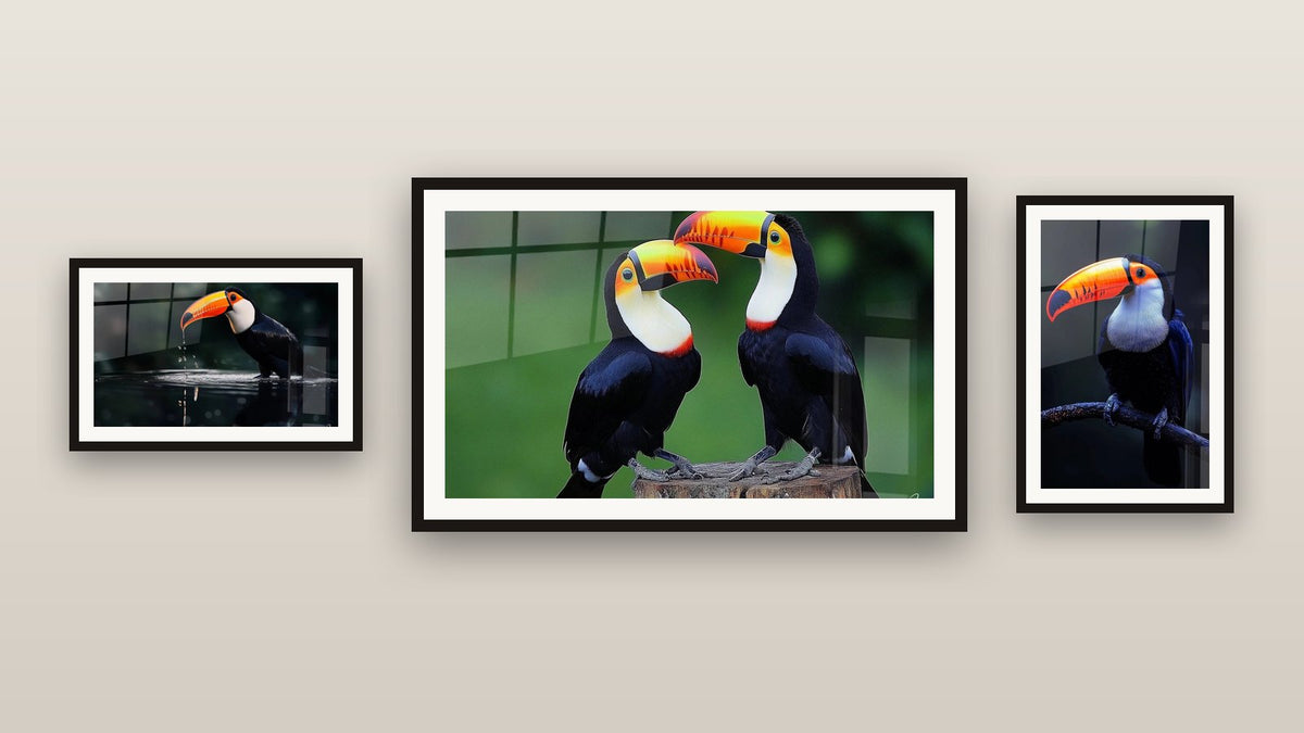 Mur de galerie avec trois tableaux encadrés : Toucan N°1, Toucan N°3 et Toucan N°2