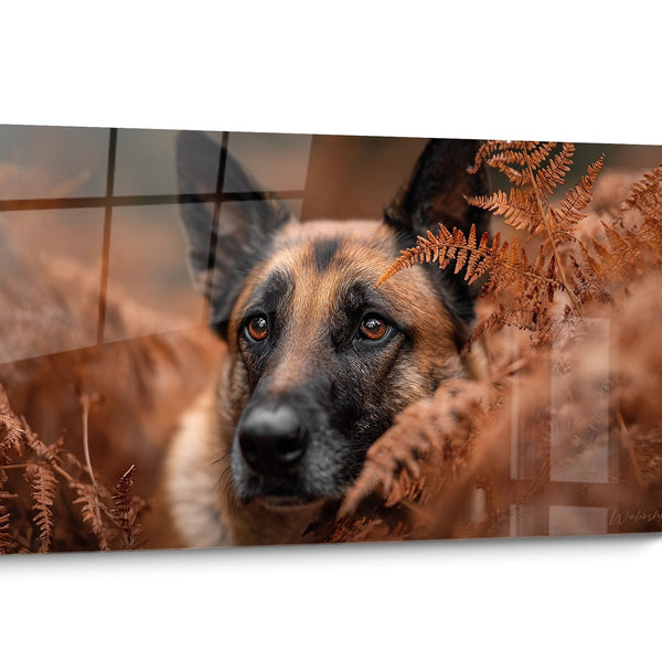 Quadro Cane Pastore Belga Malinois Realistico