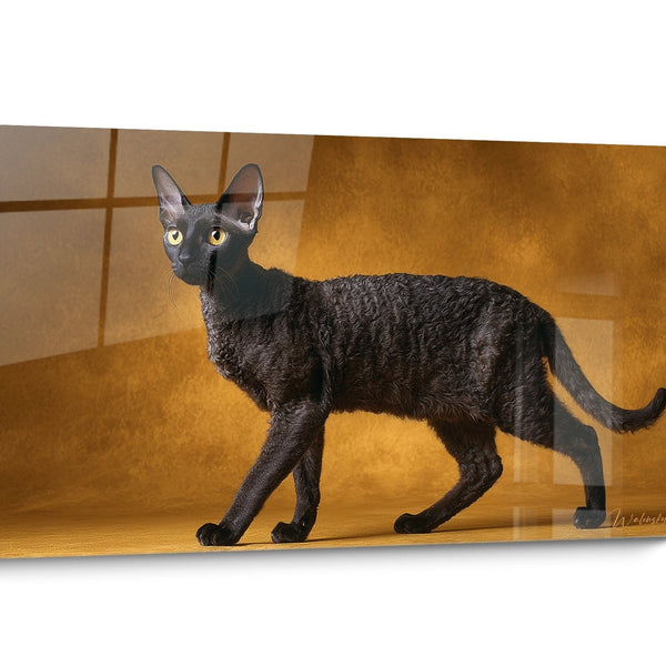 Cornish Rex Black and White Cat Wall Art